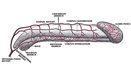 Erectile dysfunction (impotence)